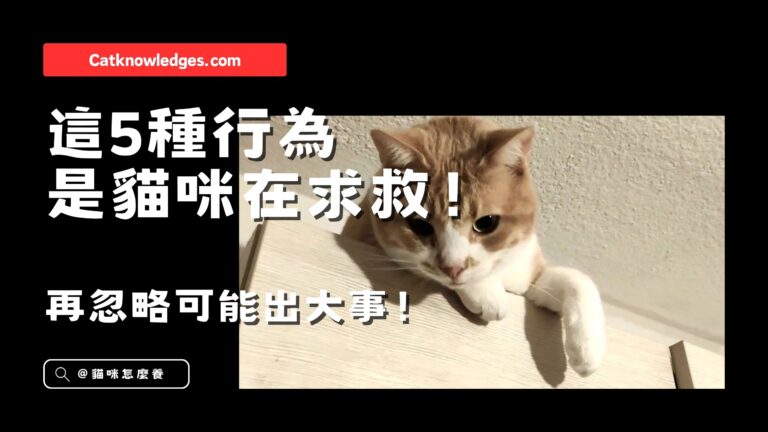 【養貓知識】這5種行為是貓咪在求救!再忽略可能出大事!