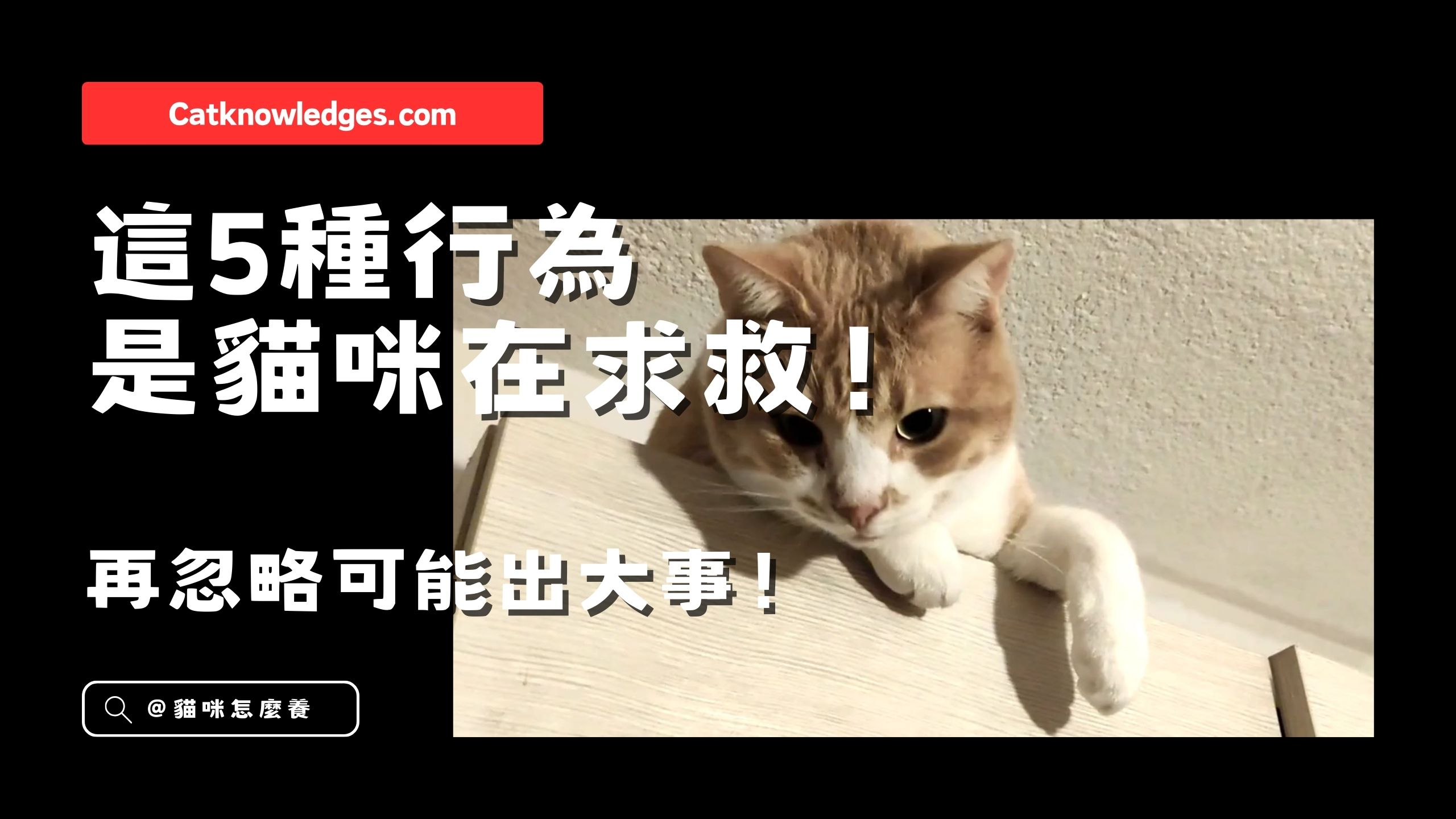 【養貓知識】這5種行為是貓咪在求救!再忽略可能出大事!