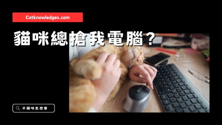 為什麼貓咪愛「坐在你的筆電上」?
