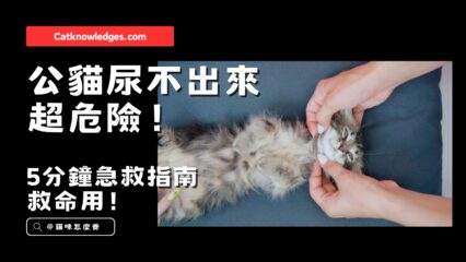 公貓尿閉急救指南！
