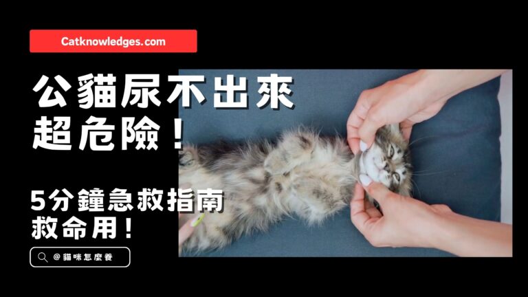 公貓尿閉急救指南!