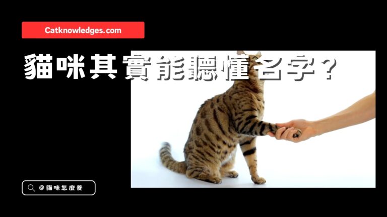 貓咪真的聽得懂名字?