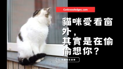 貓咪愛看窗外，其實是在偷偷想你？這背後超催淚…