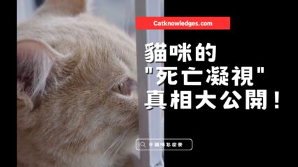 為什麼你的貓會一直盯著你看？