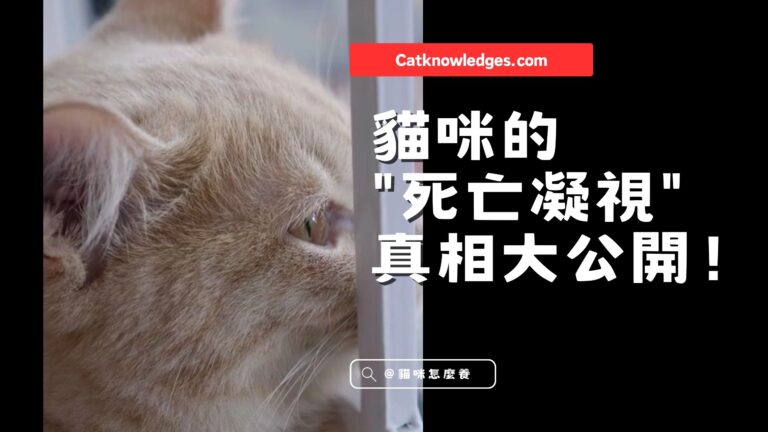 為什麼你的貓會一直盯著你看?