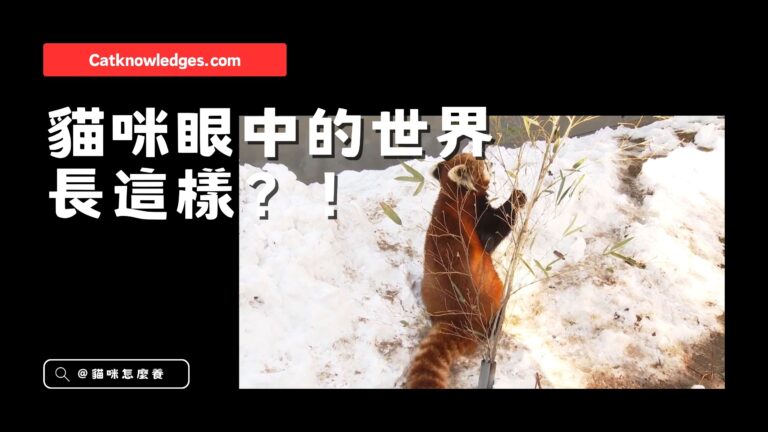 你以為貓看不到顏色?