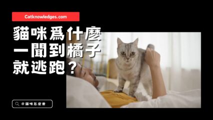 為什麼貓咪超討厭橘子？