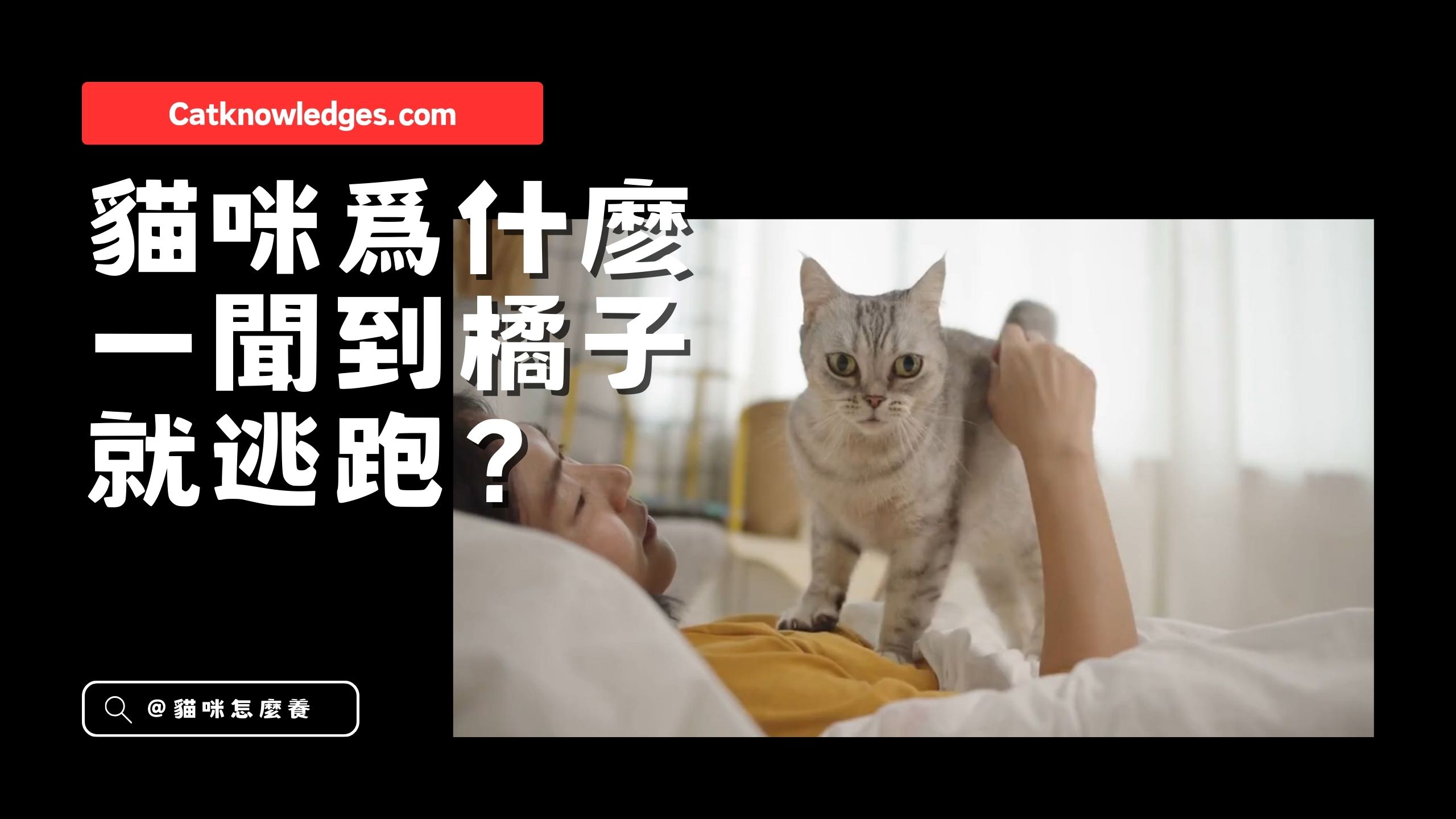 【養貓知識】為什麼貓咪討厭橘子?