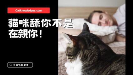 貓咪舔你是在親你？