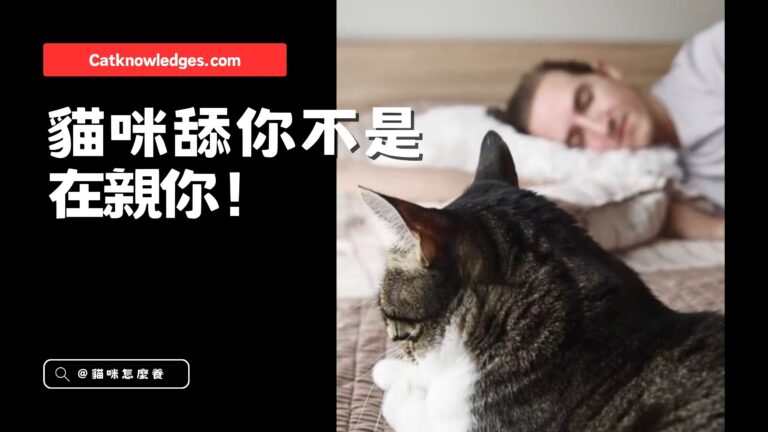 貓咪舔你是在親你?