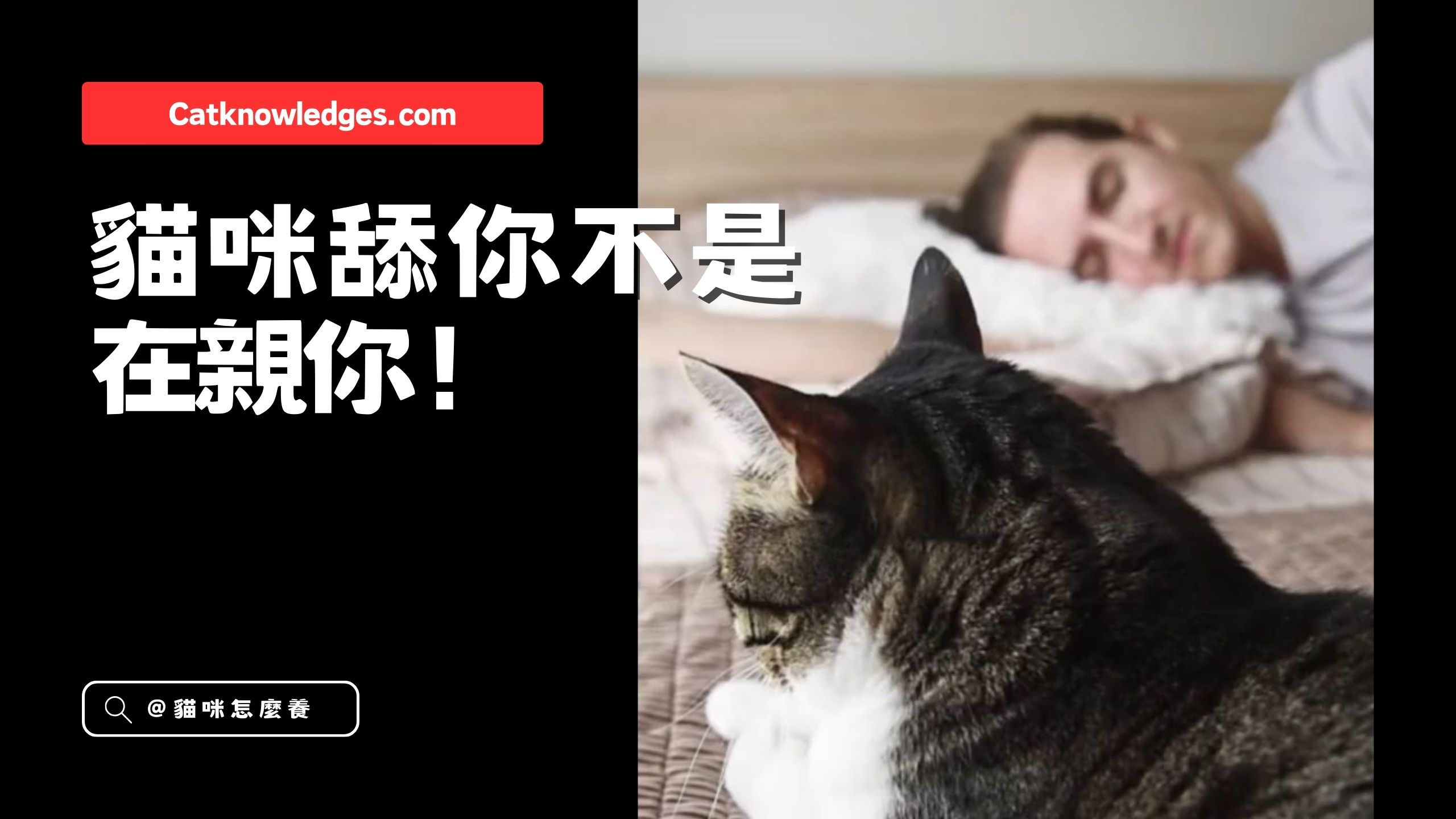 【新手養貓】貓咪舔你不是親你!