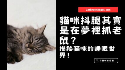 貓咪抖腿其實是在夢裡抓老鼠
