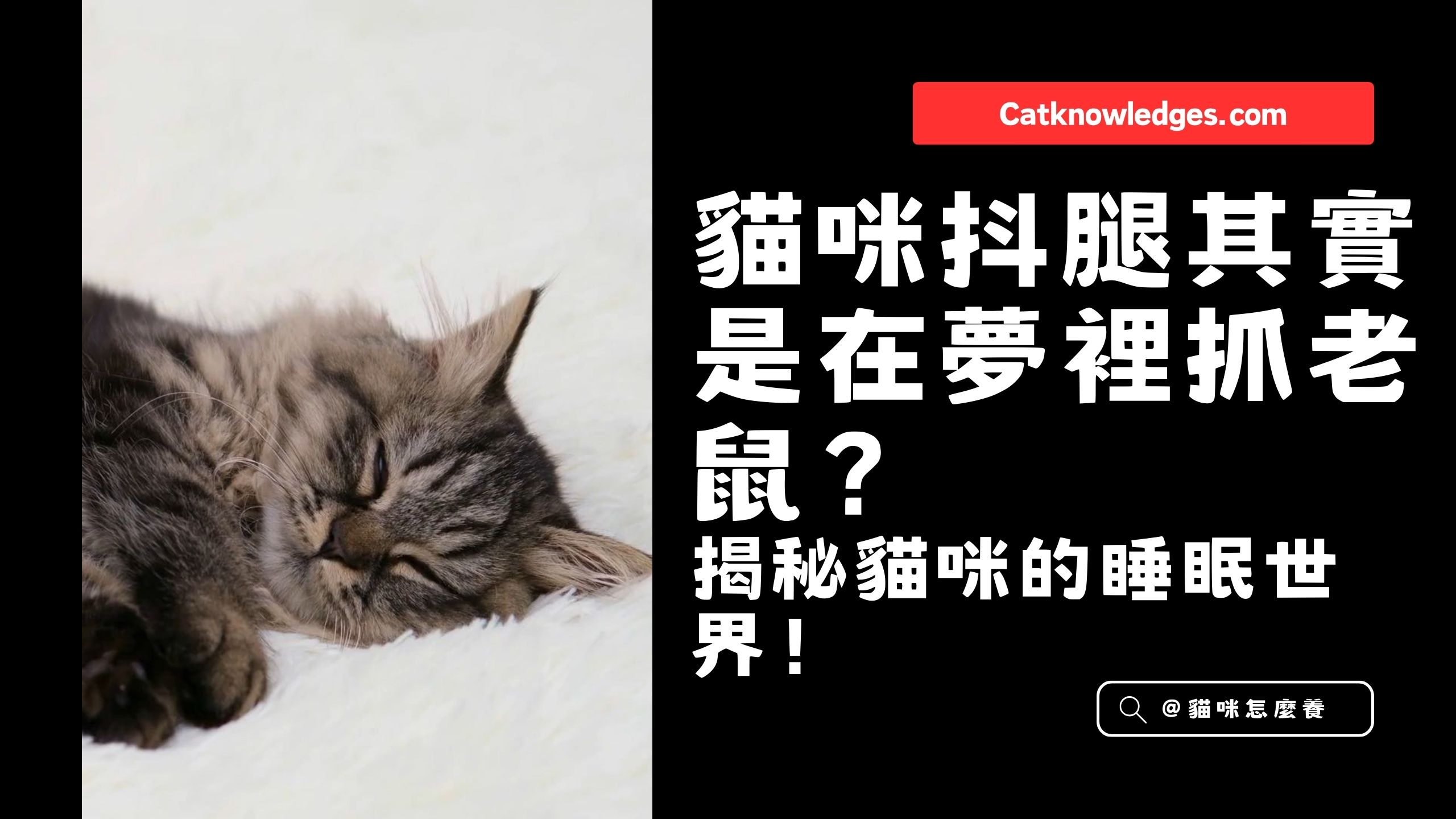 【養貓知識】貓咪抖腿其實是在夢裡抓老鼠?