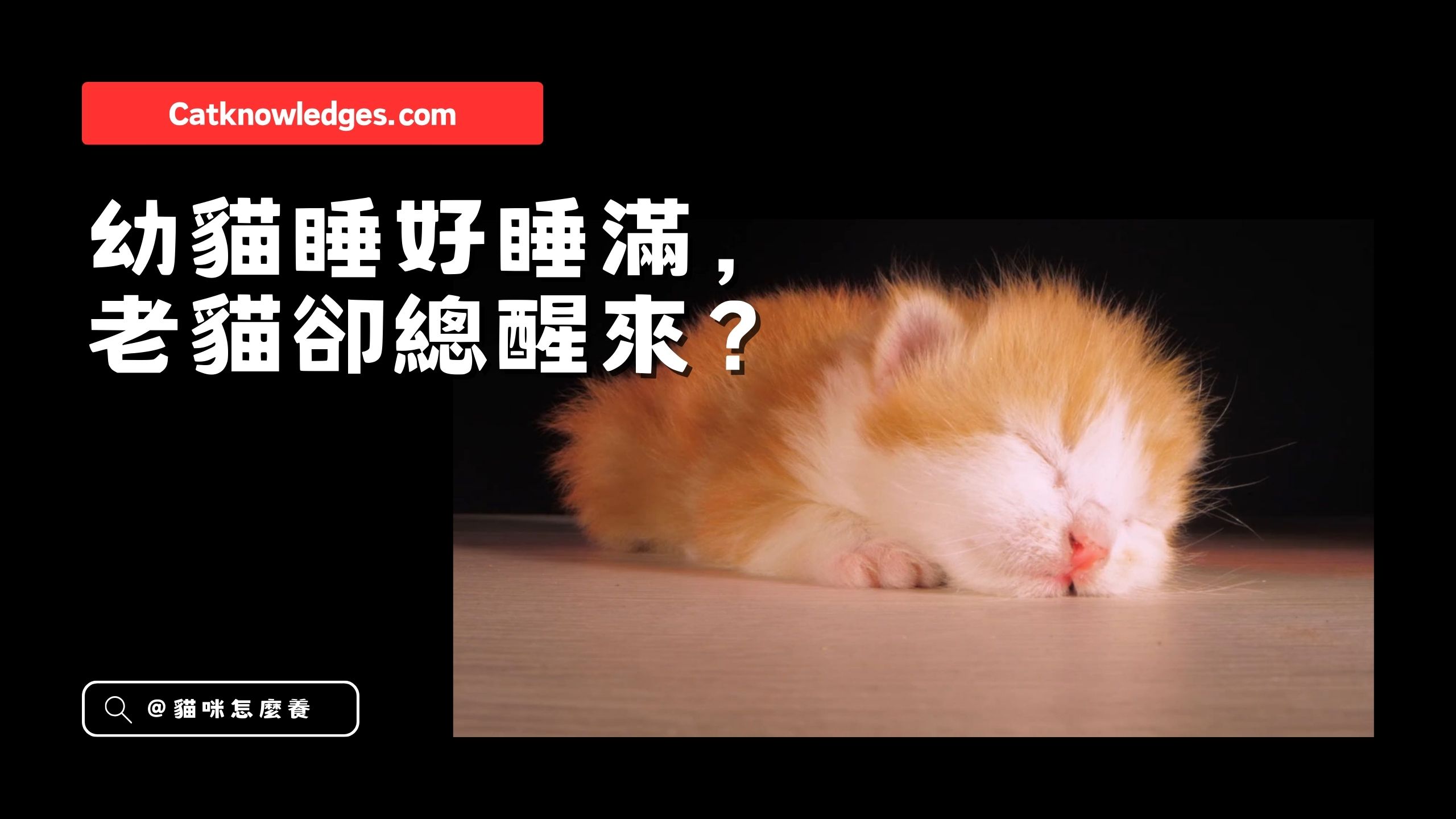 【新手養貓】幼貓睡好睡滿,老貓卻總醒來?