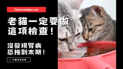 老貓一定要做這項檢查