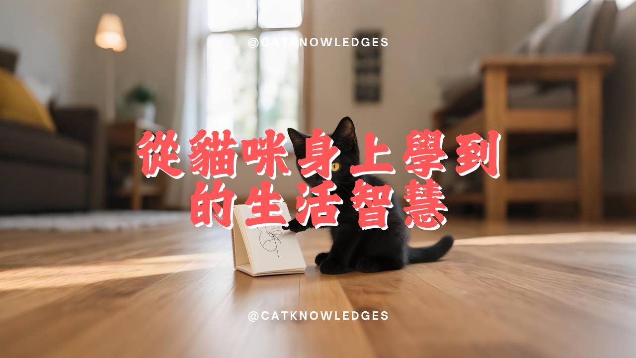 【養貓知識】 從貓咪身上學到的10個生活智慧