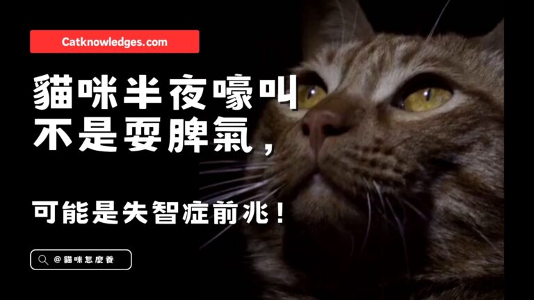 貓咪嚎叫是癡呆前兆?