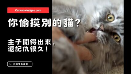 貓咪主子聞得出你偷貓！