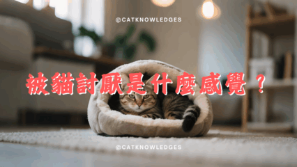 被貓討厭是什麼感覺