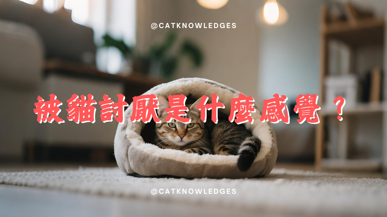 【養貓知識】被貓討厭是什麼感覺?
