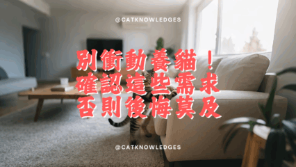 別衝動養貓！先確認你具備這些需求