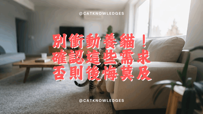 別衝動養貓!先確認你具備這些需求