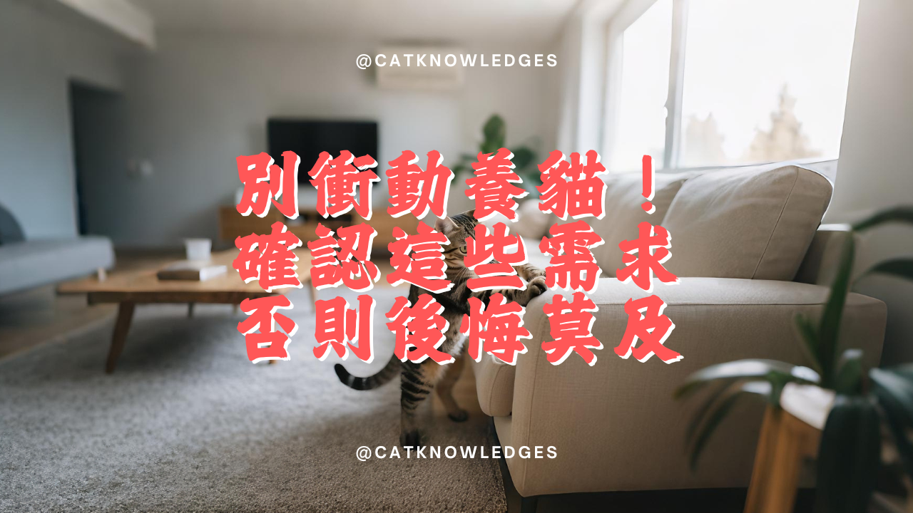 【新手養貓】別衝動養貓!先確認你具備這些需求,否則後悔莫及