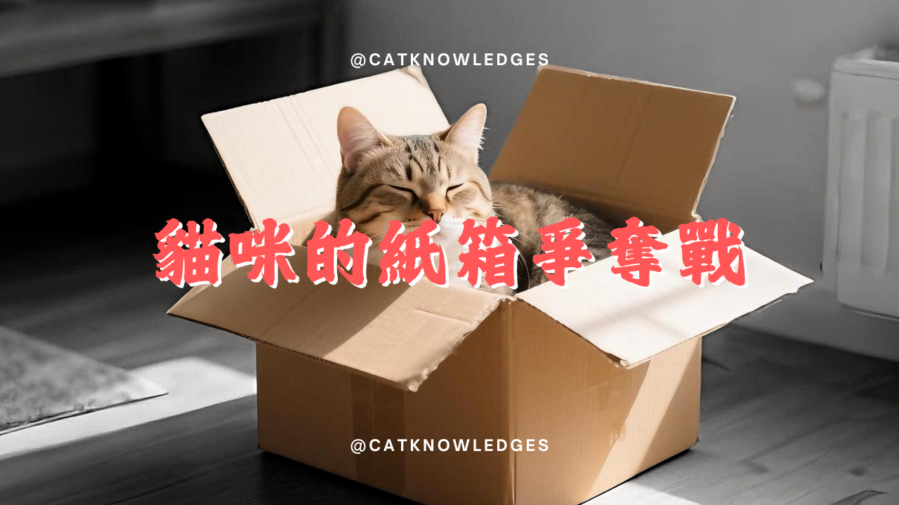 【養貓知識】 紙箱爭奪戰:朕的寶座休想回收!