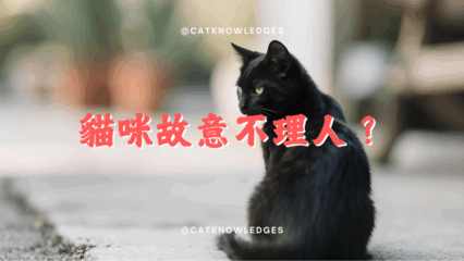 貓咪故意不理人