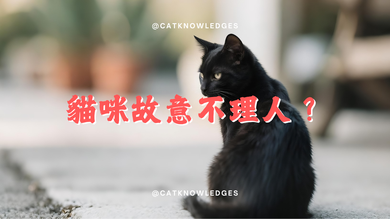 【養貓知識】貓咪故意不理人?