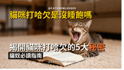 貓咪打哈欠是沒睡飽嗎