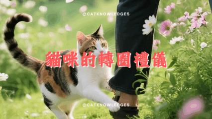 貓咪的轉體禮儀
