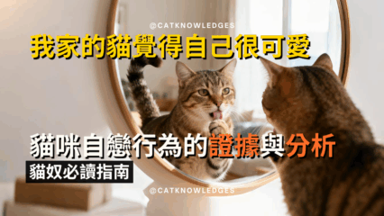 我家的貓覺得自己很可愛
