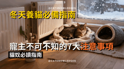 冬天養貓必備指南