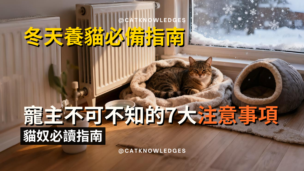 冬天養貓7大注意事項:貓咪保暖、飲食調整與健康預防指南