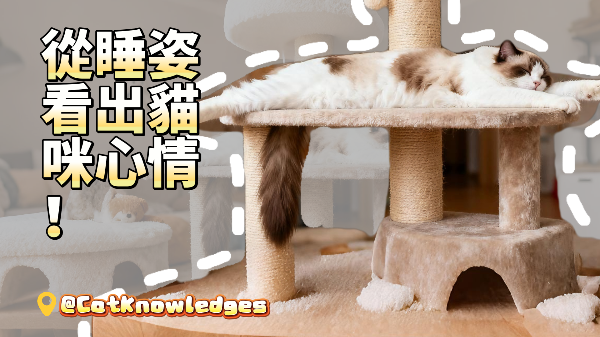 cat-sleeping-positions