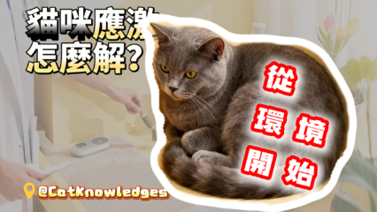 cat-stress-relief-environment