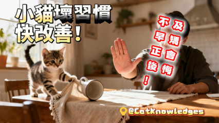 kitten-bad-habits-fix