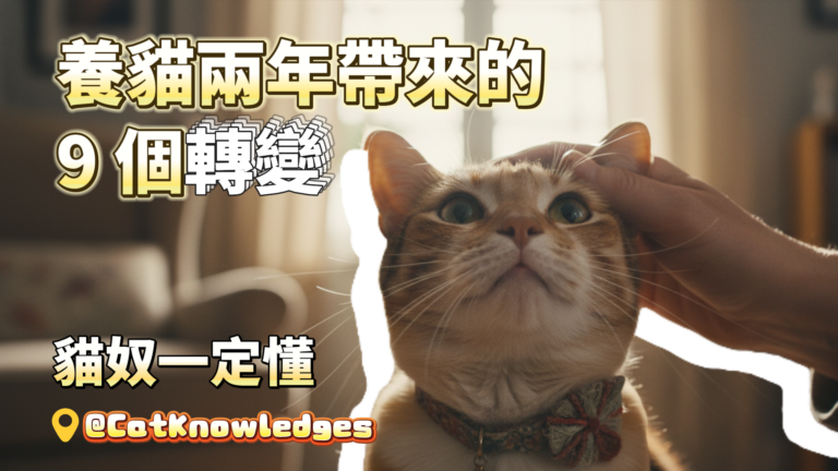 life-changes-after-owning-cat