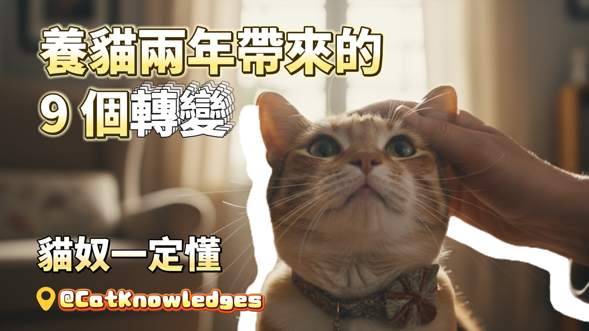 life-changes-after-owning-cat