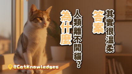 why-humans-love-cats