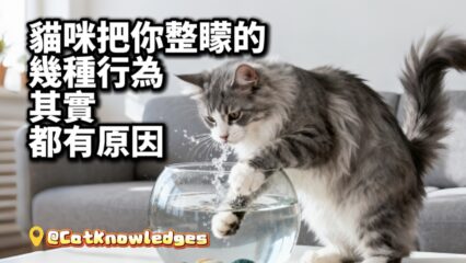 cat-weird-behaviors