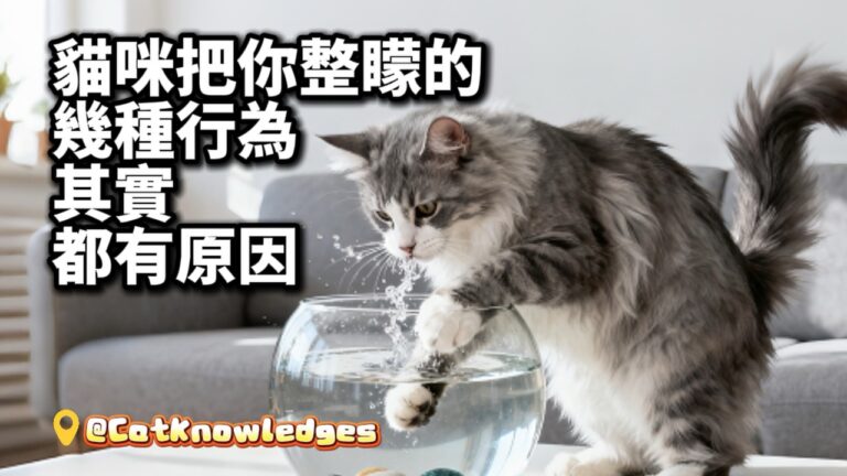 cat-weird-behaviors