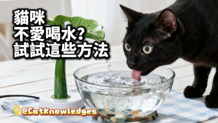 trick-cat-to-drink-water