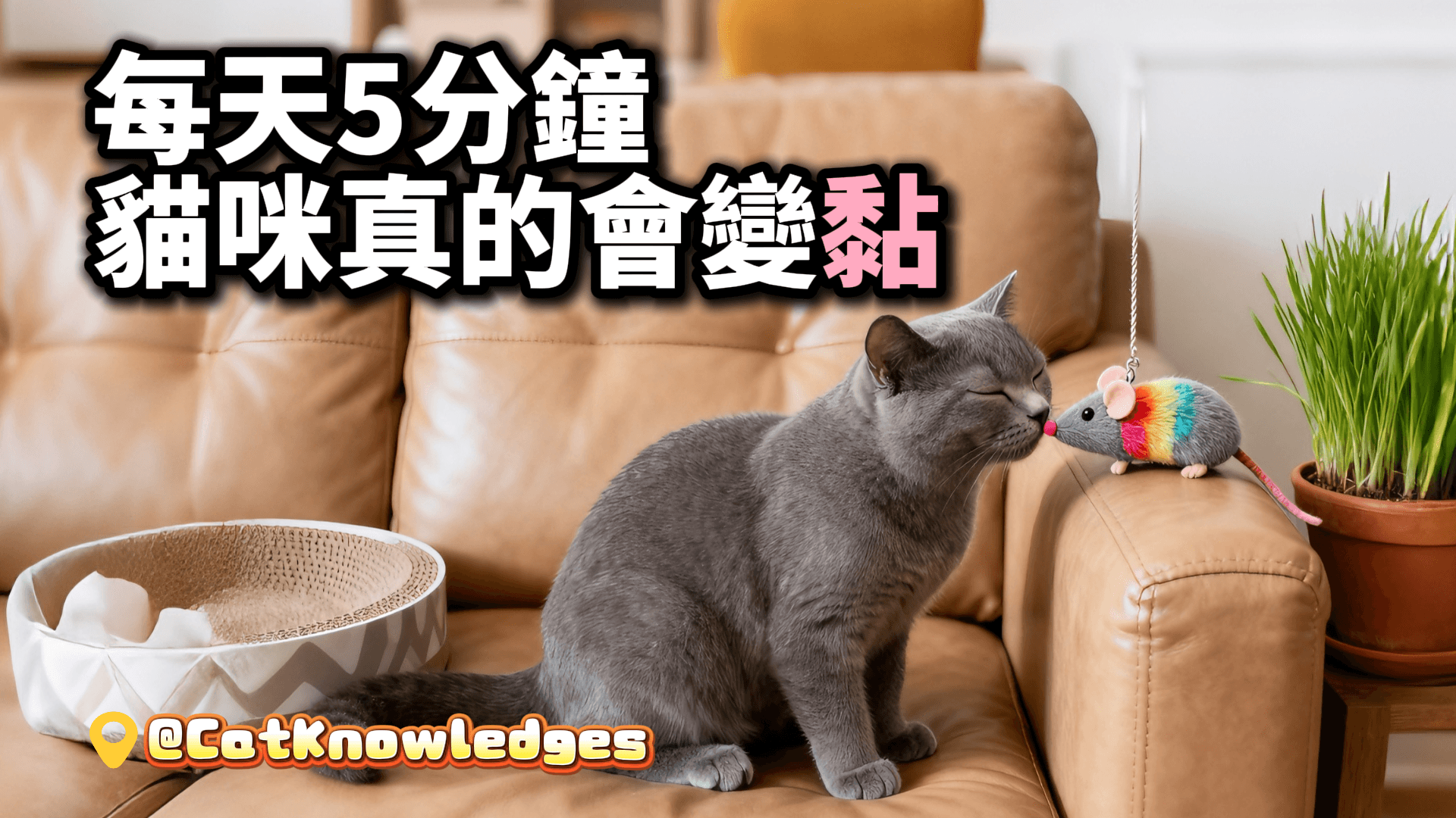 每天5分鐘，貓咪真的會變黏
