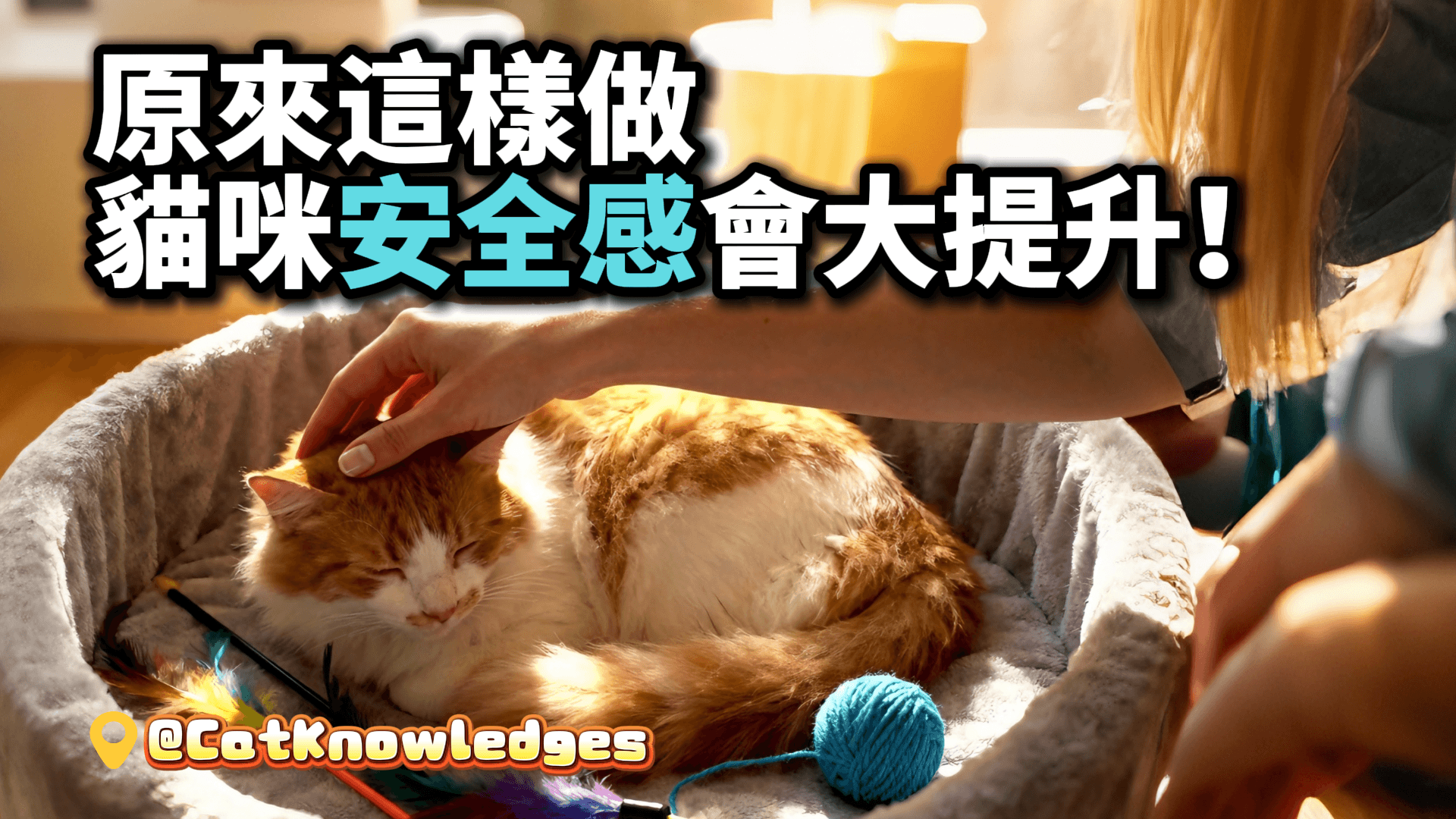原來這樣做，貓咪安全感會大提升！貓奴必學