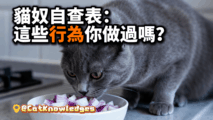 harmful-cat-owner-behaviors