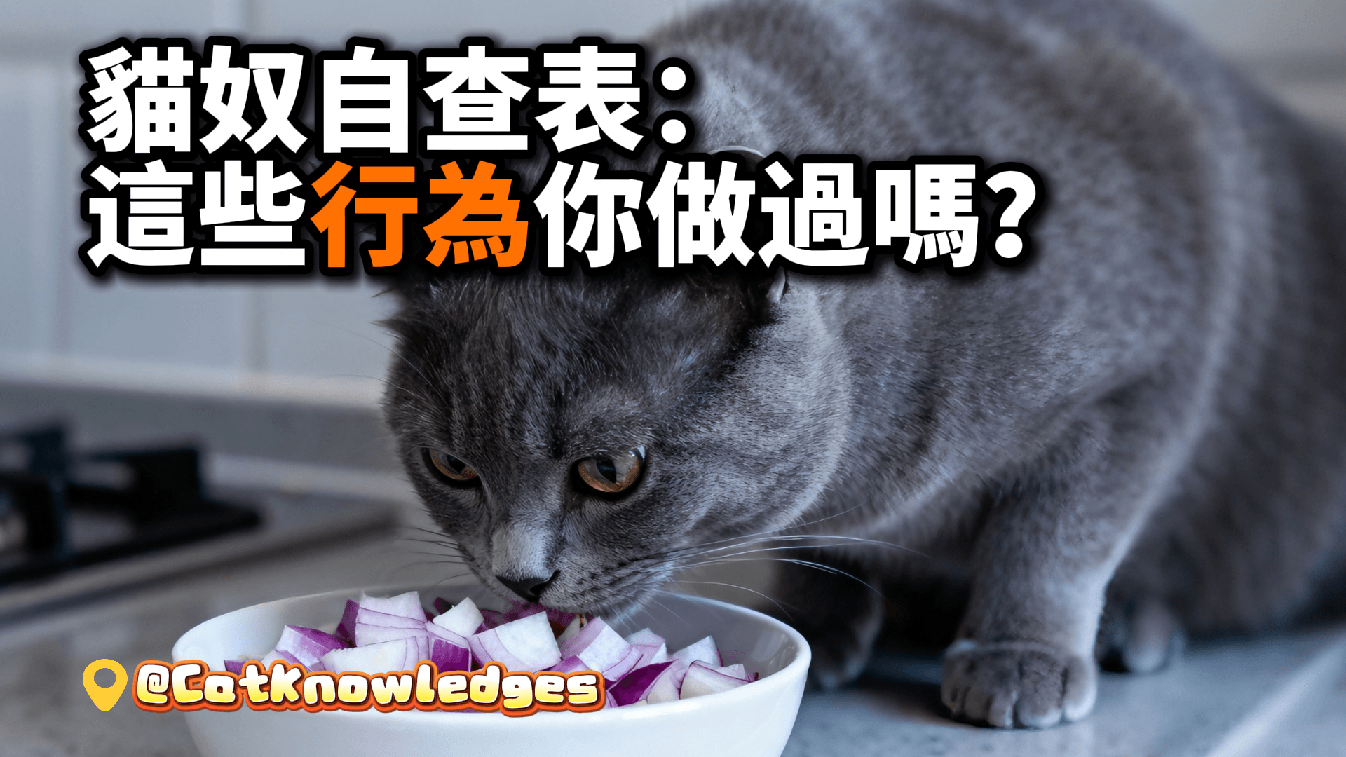 貓奴自查表：這些行為你做過嗎？