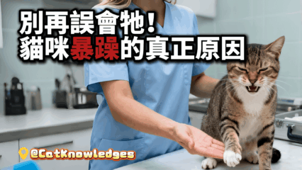 cat-sudden-aggression