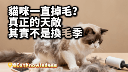 cat-hair-loss-causes